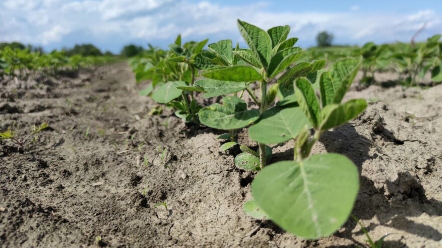 Usvojen program potpore sjetve certificiranog sjemena soje za 2025. godinu