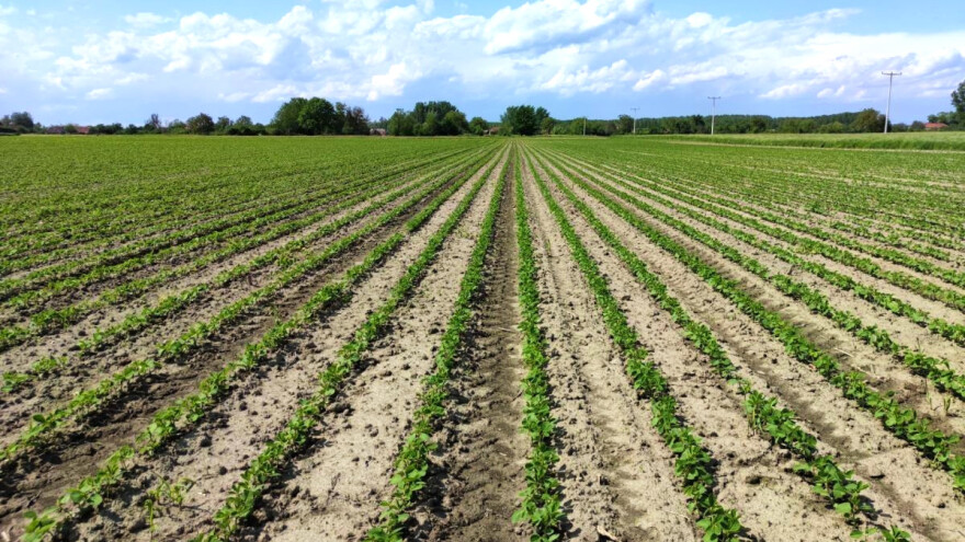 Uključivanje pšenice u plodored kukuruza i soje - koji su benefiti?