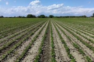 Međuredna kultivacija povećava prinos soje do 7%, kako i kada je primijeniti?