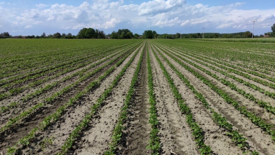 Međuredna kultivacija povećava prinos soje do 7%, kako i kada je primijeniti?
