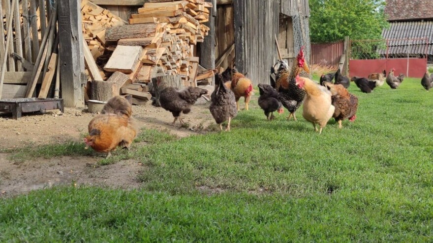U dva međimurska sela otuđili više od stotinu kokoši i pataka