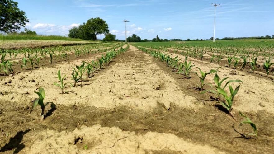 Procjene prinosa ratarskih kultura u Europi - kakve možemo očekivati?