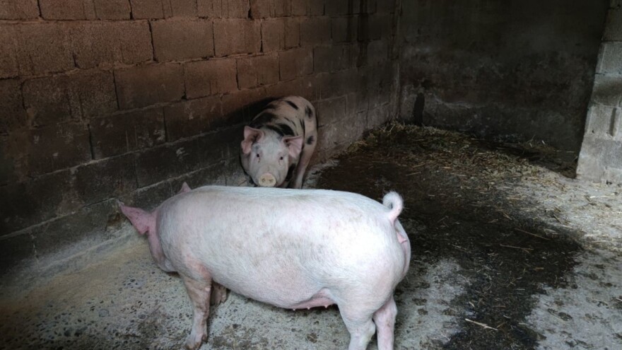 Ipak neće biti preventivne eutanazije zdravih svinja na objektima 0, 1 i 2 kategorije?