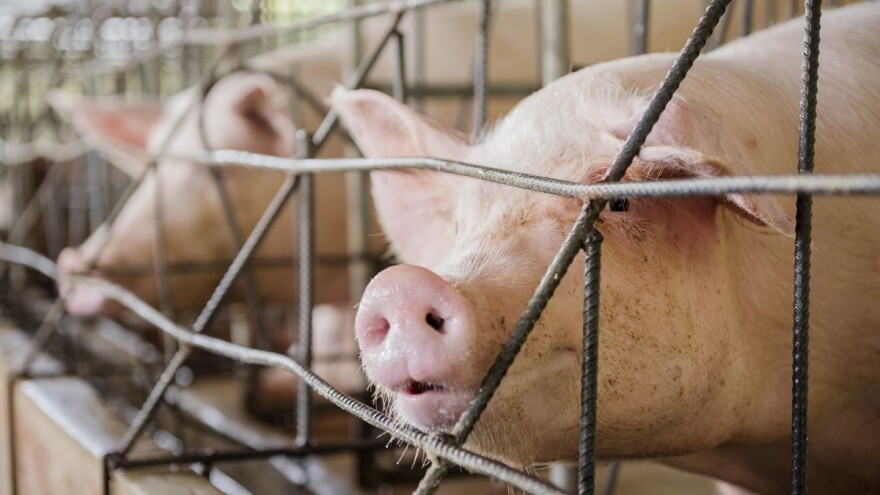 Slobodan Petrić: Očekujemo veće podsticaje za svinje, imamo obećanja da će biti 50 KM/grlo