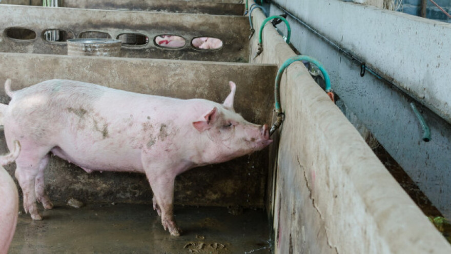 Žive svinje i dalje se traže