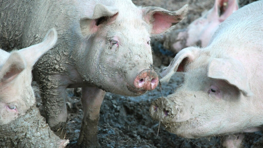 Simptomi i lečenje stresa kod svinja