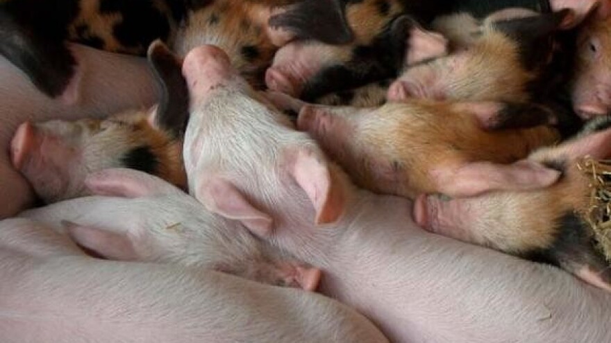 Nema prodaje stoke bez nakupaca iz Dalmacije