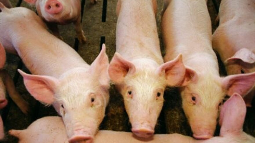 Svinjska gripa - nema straha za svinjetinu