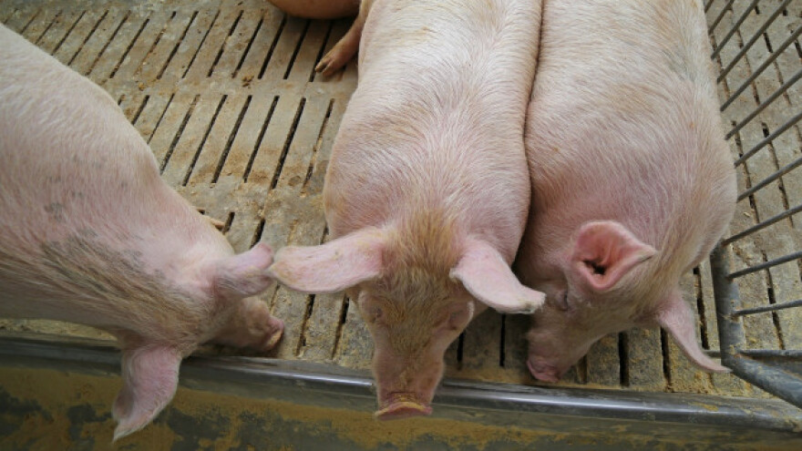 U Srbiji nema zaraženih svinja iz Danske
