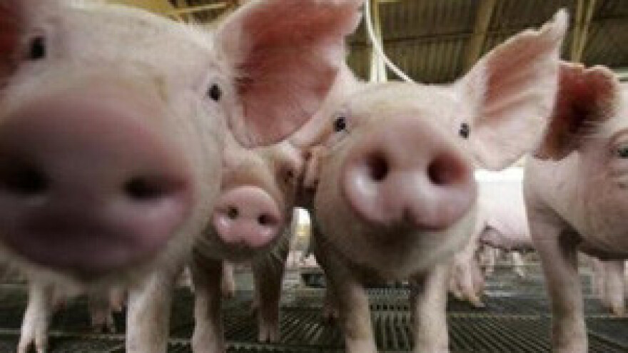 Žito kupuje svinjogojsku farmu Lipovča