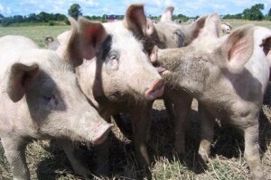Belju pripojene dvije tvrtke u vlasništvu Agrokora