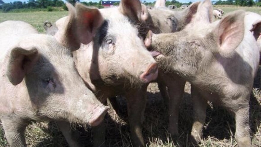 Belju pripojene dvije tvrtke u vlasništvu Agrokora