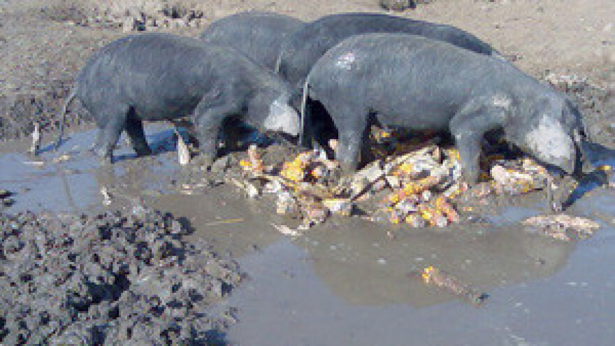 Crna svinja opet na cijeni