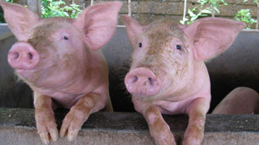 Svinjogojci: Vladine mjere će nas dokrajčiti