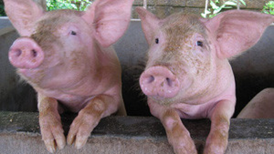 U Europi smo rekorderi u uvozu svinjetine