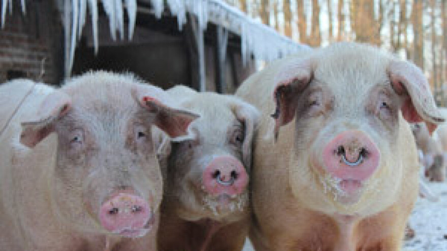 Sibirska hladnoća pogubna za stoku