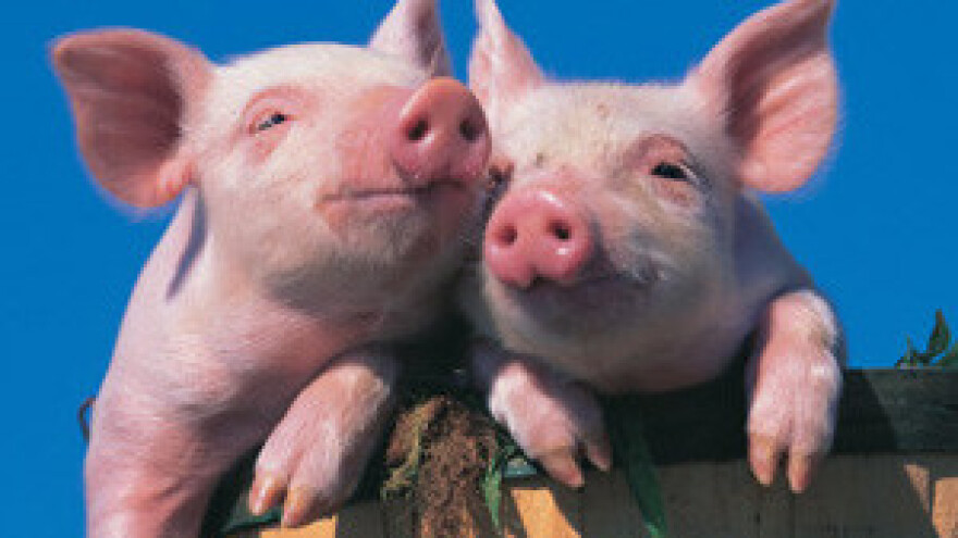 Prilagodba EU standardima nosi svinjogojcima nove troškove