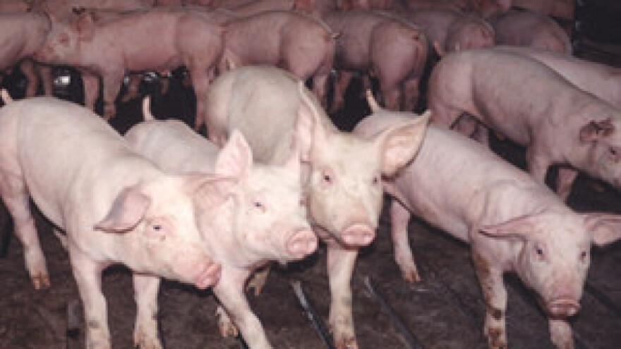 8. Savjetovanje uzgajivača svinja u Republici Hrvatskoj