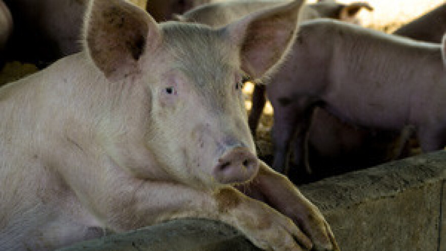 Za legalizaciju svinjaca i kokošinjaca ne treba bogatstvo