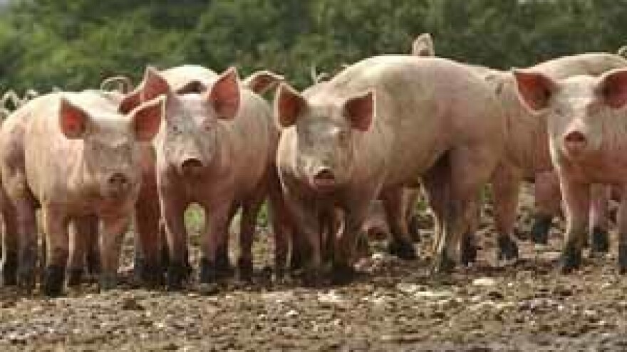 Kakav izvoz? Svinjetine ni za pola hrvatskih potreba