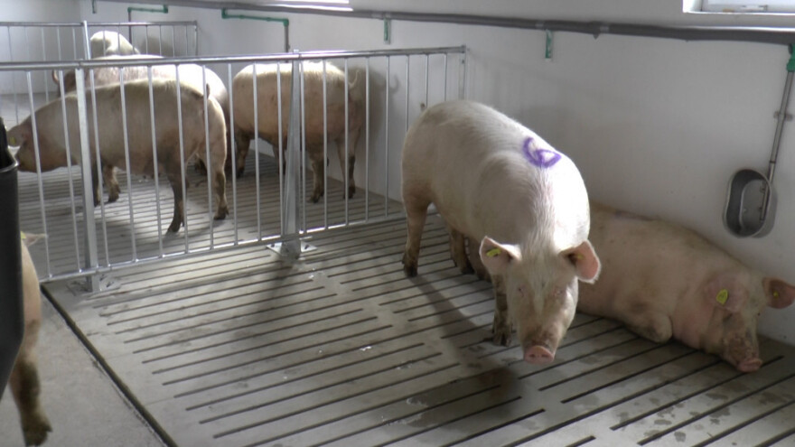 Genetikom do kvalitetnije proizvodnje