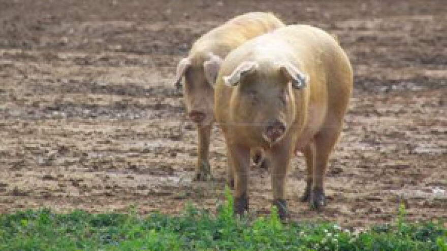 Domaće se gasi - uvoz odojaka dosegao 50 posto