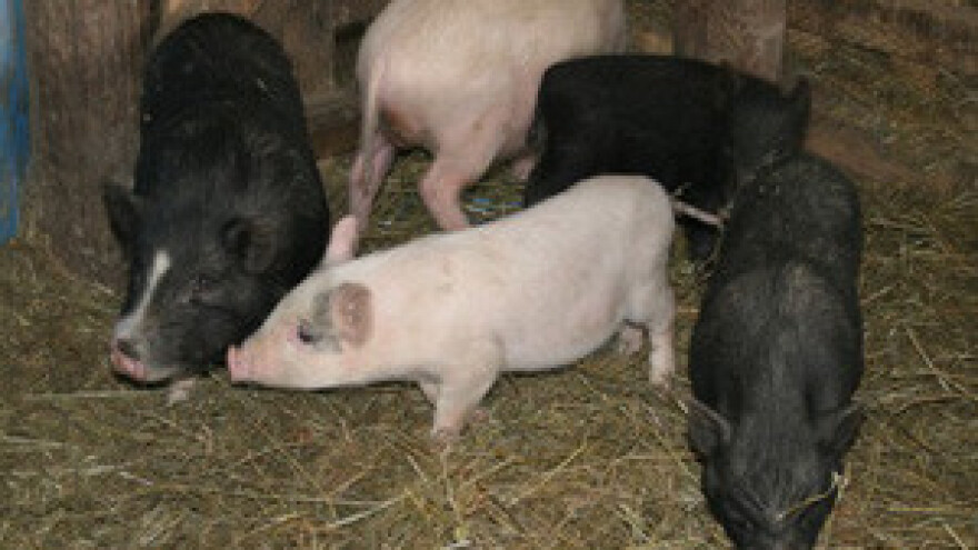 Konferencija Europskog udruženja uzgajivača i proizvođača svinja