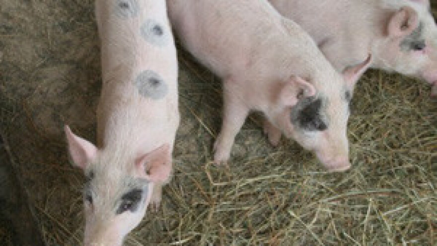 Zakoni EU prijete domaćem svinjogojstvu