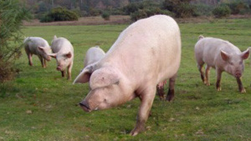 Opustošeni svinjci veći su problem od zabrane izvoza u EU