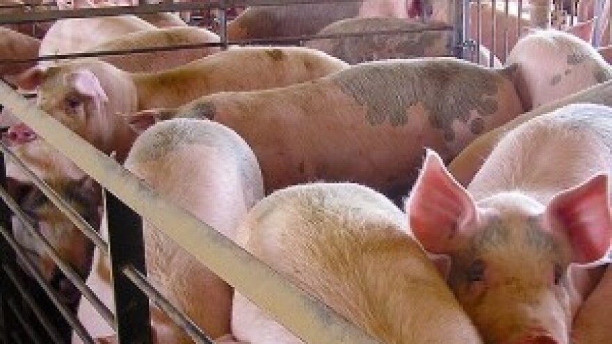 Rekordna cijena svinjetine u zadnjh 10 godina!