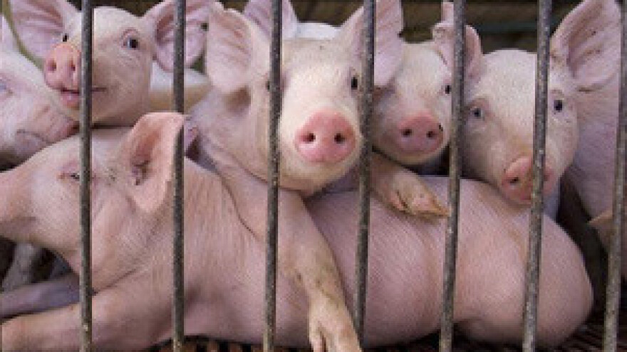 Od sljedećeg mjeseca Hrvatska će moći izvoziti svinjetinu u Europsku Uniju!