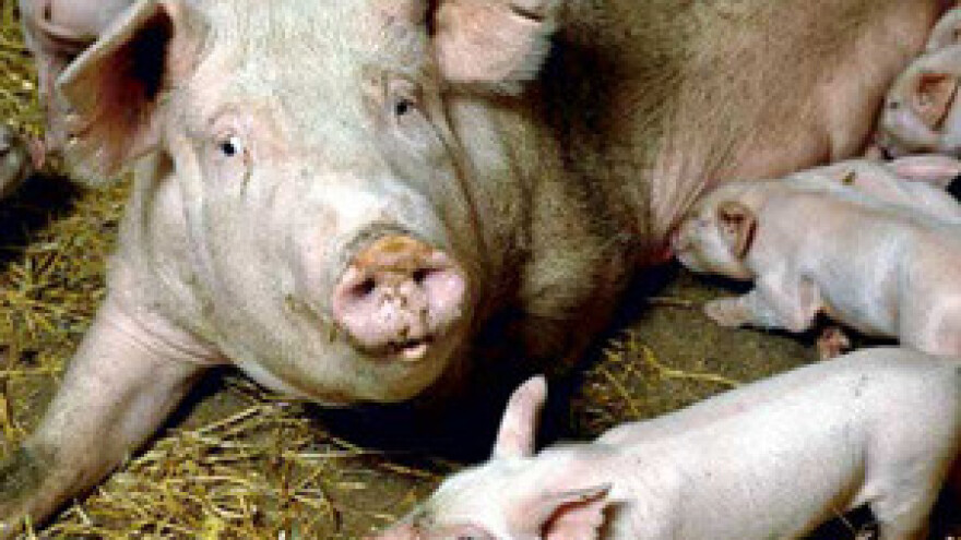 EU nam dozvoljava izvoz svinja kad nam je dokrajčila proizvodnju