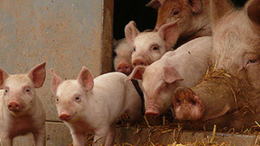 Domaći svinjogojci propadaju