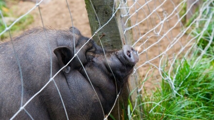 Američke turbosvinje? Ne hvala!