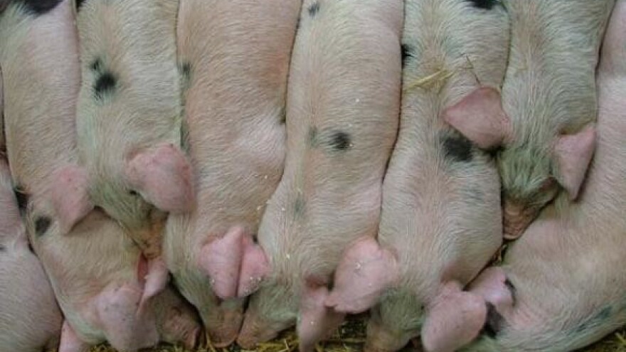 Stanje na tržištu stoke