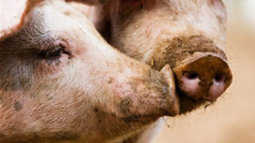 Otvorena nova farma svinja u Kajgani