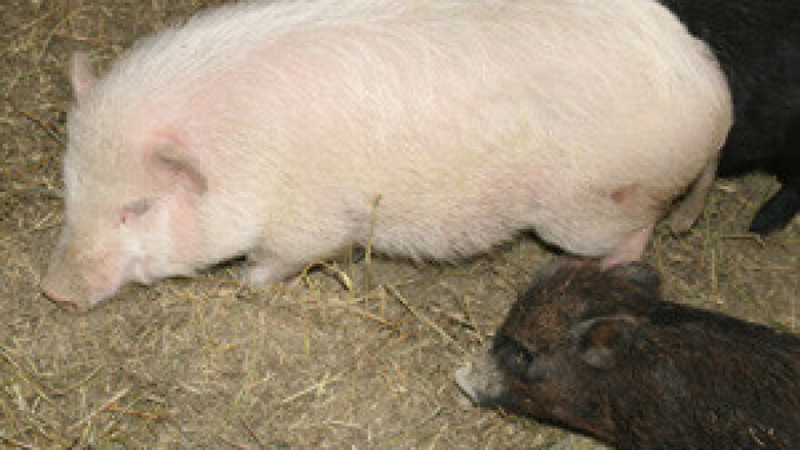 Održan regionalni svinjogojski forum Gundinci 2012