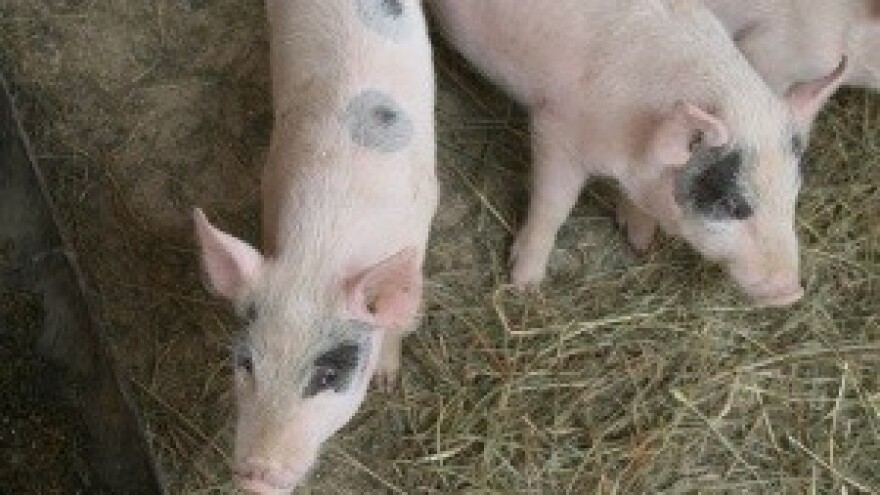 Zbog velikog bescarinskog uvoza, domaći proizvođači na gubitku