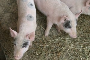 Isplaćeno 1,8 milijuna kuna za izgradnju farme svinja