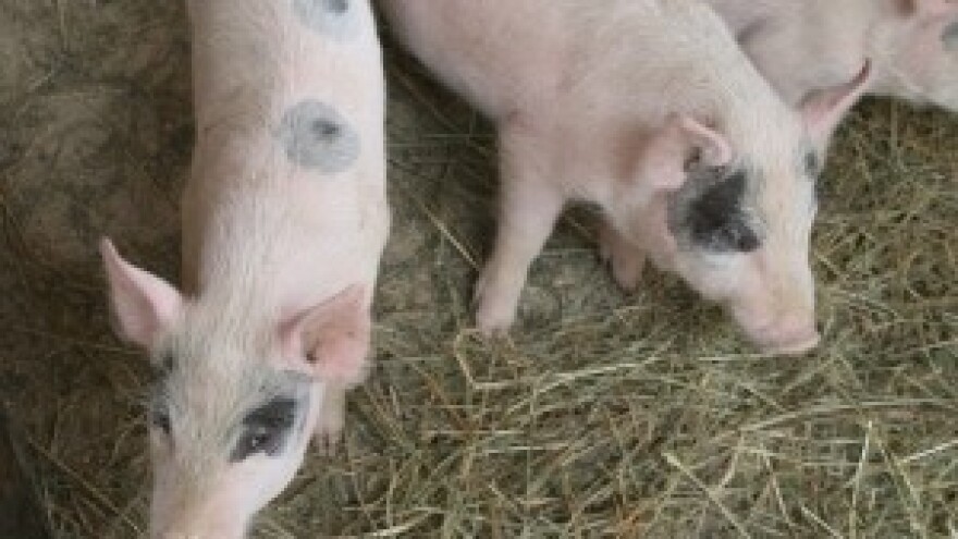 Isplaćeno 1,8 milijuna kuna za izgradnju farme svinja