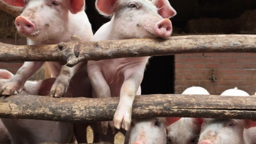 U zemlji svinja i svinjogojstvo je u problemima