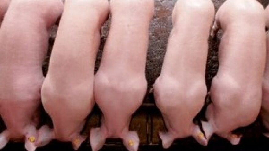 Tov svinja - poboljšana mesnatost i konverzija