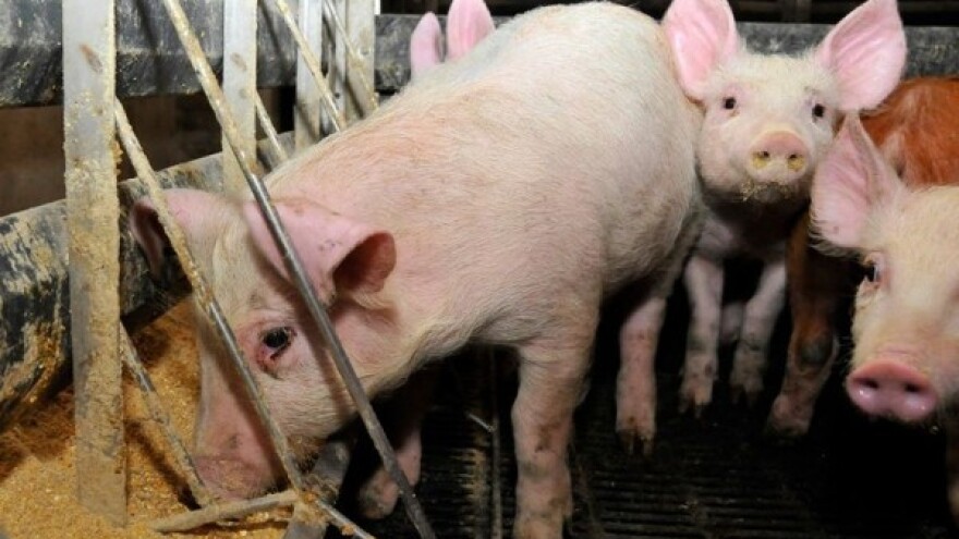 U Hrvatskoj nema Afričke svinjske kuge!