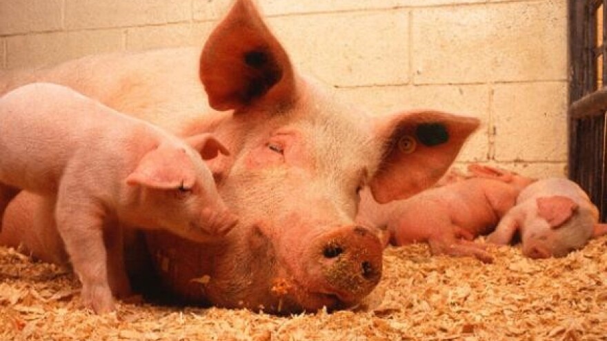 Nova svinjogojska farma