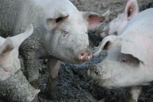 Biosigurnost za sretnije životinje, ali i farmere