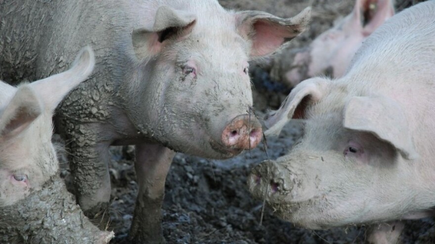 Biosigurnost za sretnije životinje, ali i farmere
