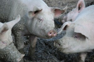 Biosigurnost za sretnije životinje, ali i farmere