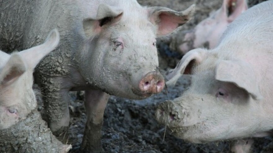 Biosigurnost za srećnije životinje, ali i farmere