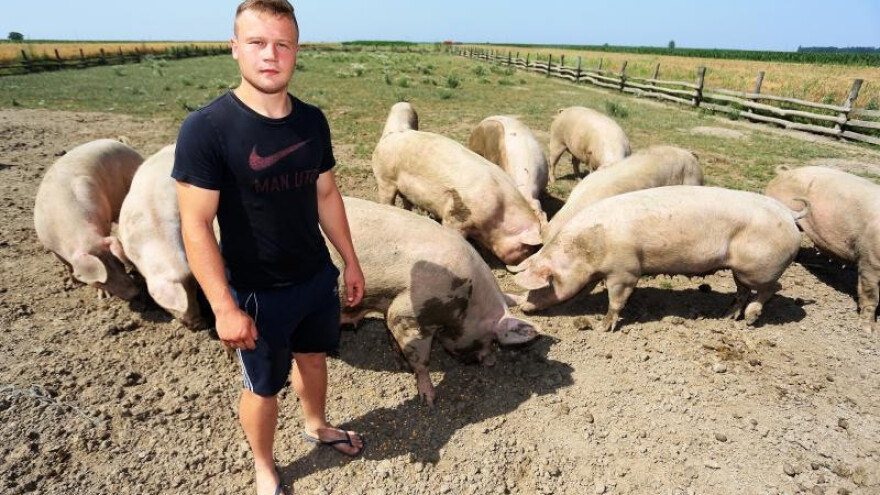 Izvoz svinja u pogonu, mljekari vežu cijenu za EU?