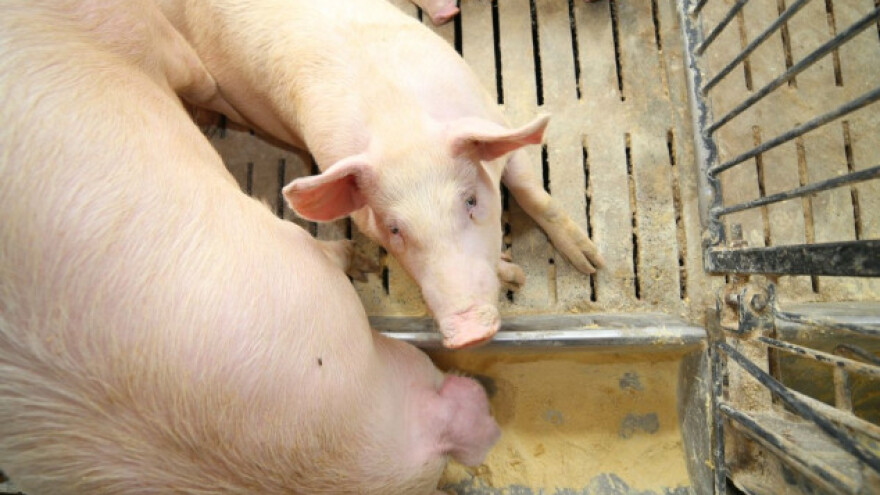 Krajem prošle godine svinje poskupjele 10,5%